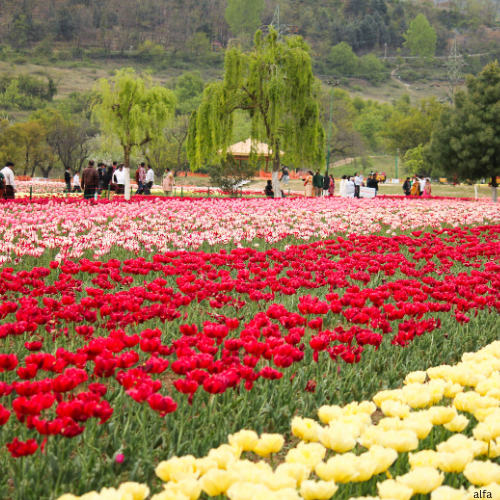 4 Night 5 Days Splendid Kashmir...